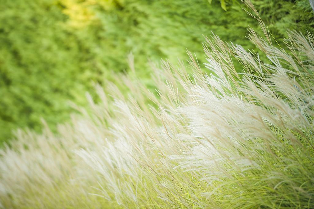 ビビオーネBosco Dell'Impero Nettunoアパートメント エクステリア 写真